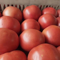 旱地西红柿，0.9毛一斤大量出售