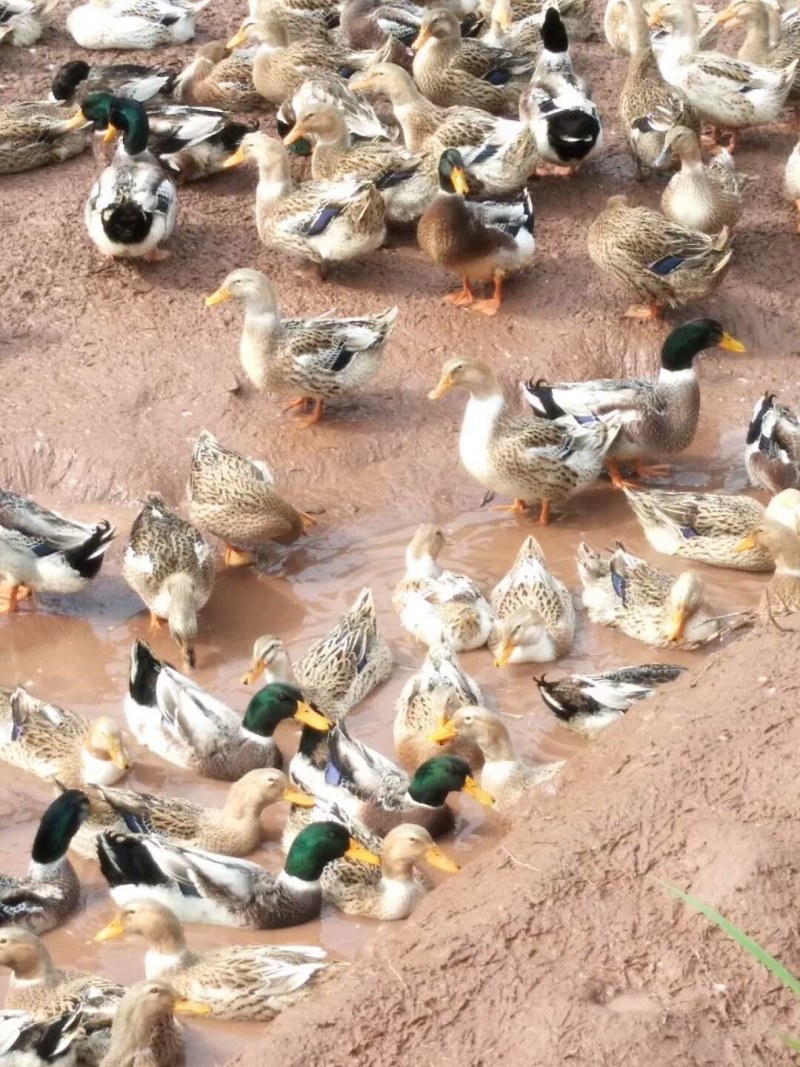 （直销）鸭苗麻鸭苗番鸭苗江南二号青壳苗运输包成活