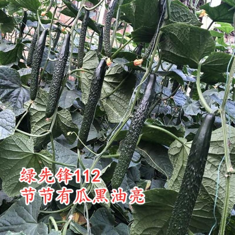 黄瓜种子抗寒油亮绿瓤密刺不嫁接也油亮/1000粒