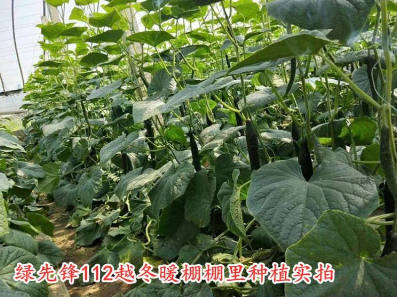黄瓜种子抗寒油亮绿瓤密刺不嫁接也油亮/1000粒