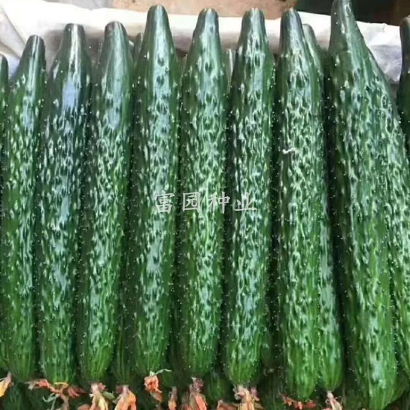黄瓜种子抗寒油亮绿瓤密刺不嫁接也油亮/1000粒