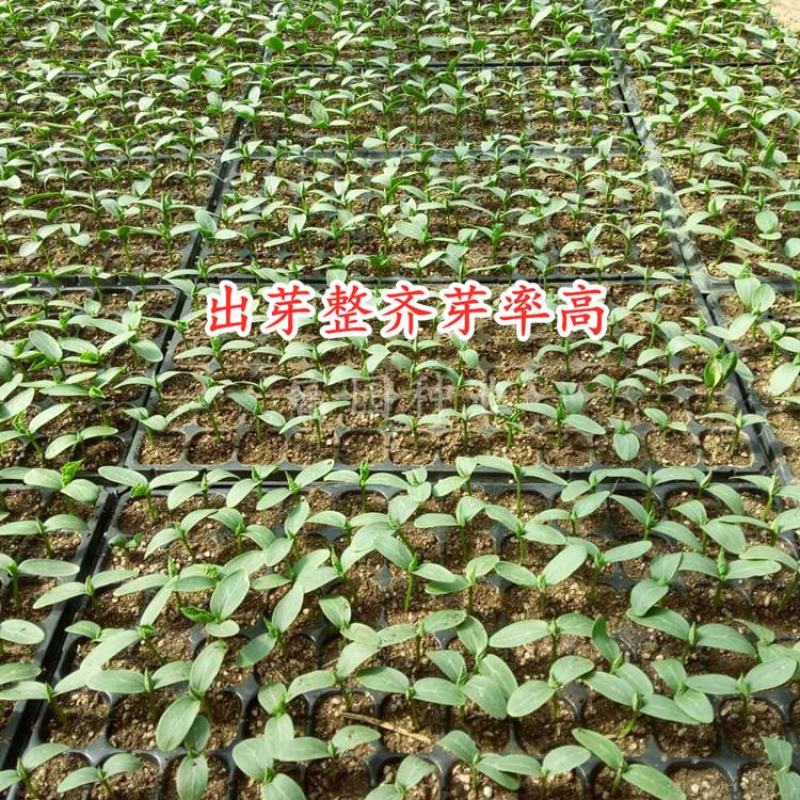 黄瓜种子抗寒油亮绿瓤密刺不嫁接也油亮/1000粒