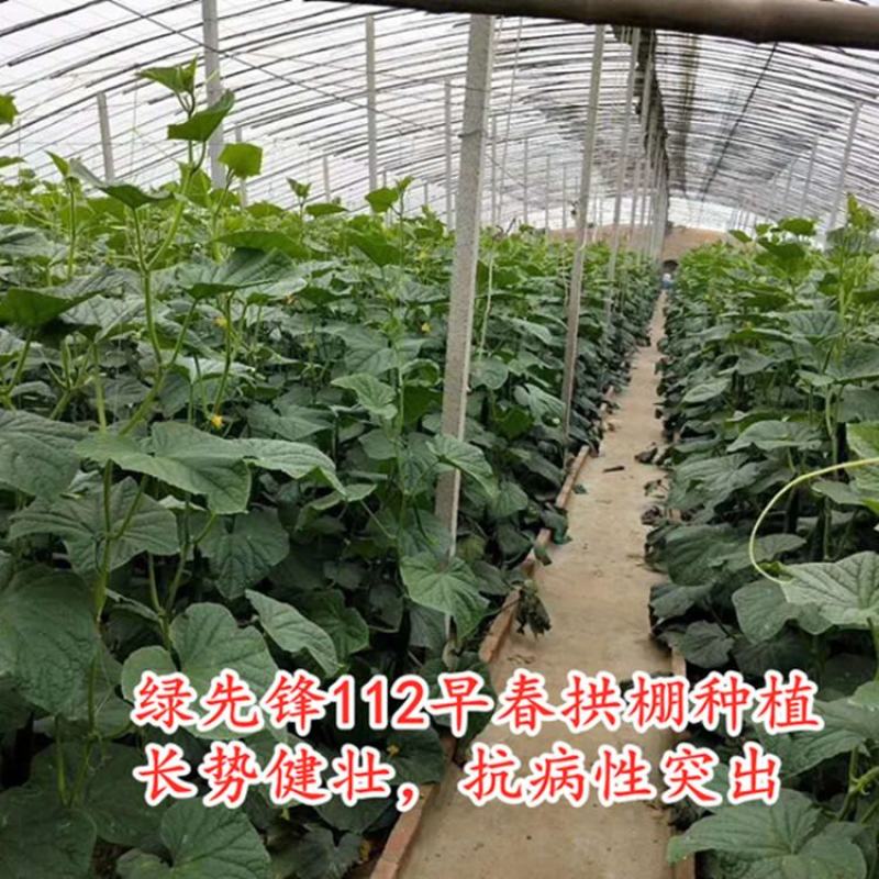 黄瓜种子抗寒油亮绿瓤密刺不嫁接也油亮/1000粒