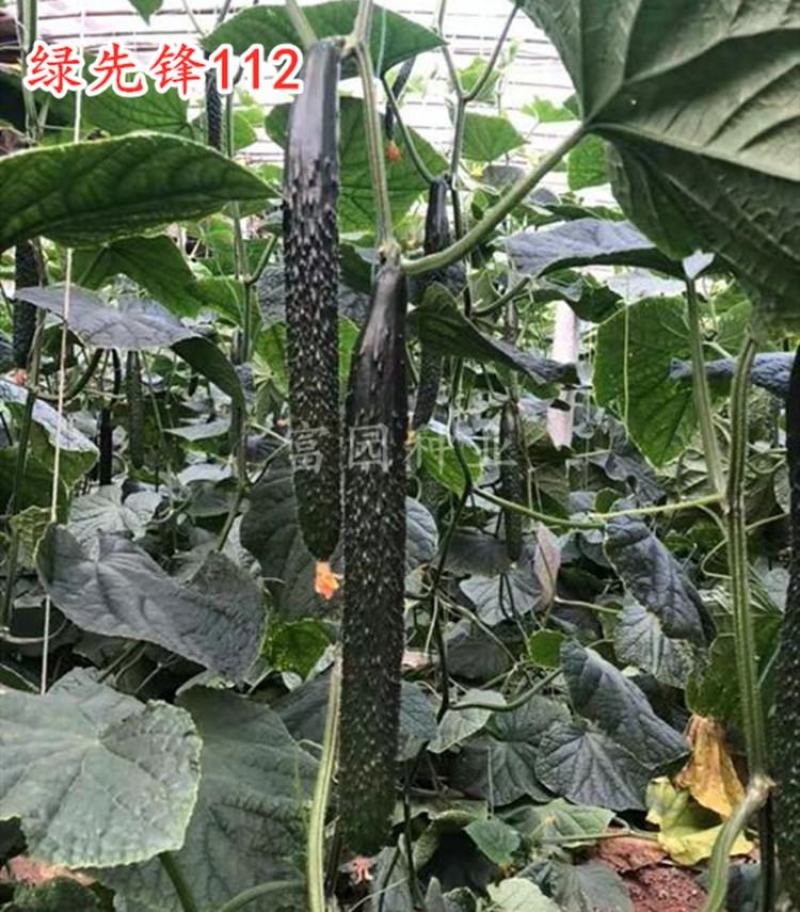黄瓜种子抗寒油亮绿瓤密刺不嫁接也油亮/1000粒