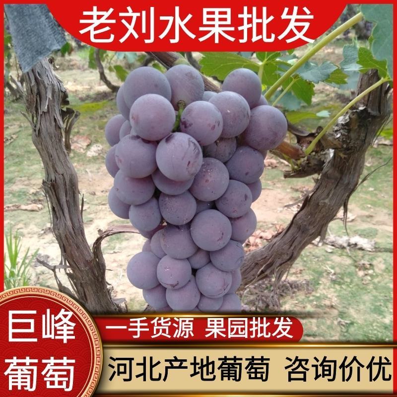 河北威县巨峰葡萄大量上市，口感脆，不吊粒，自然果。