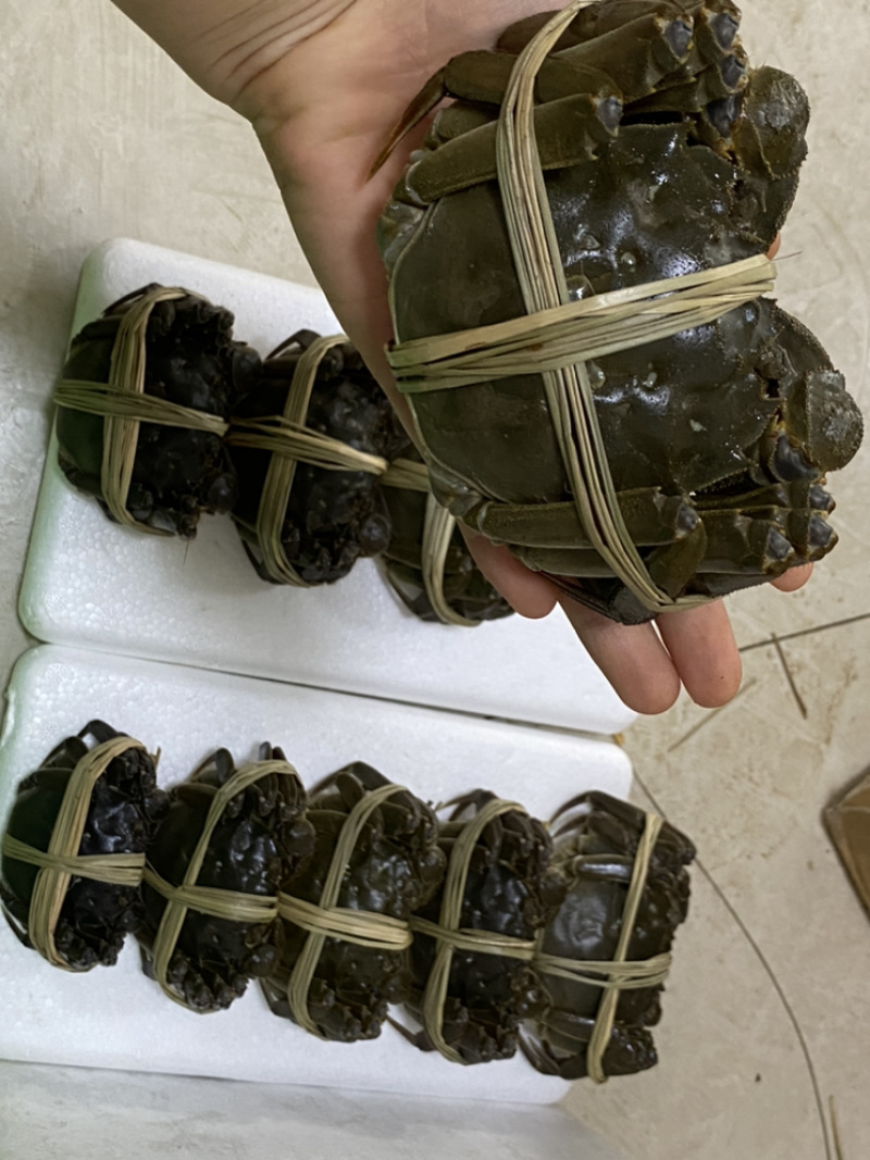 洪泽湖精品大闸蟹礼盒批发一件代发。量大从优