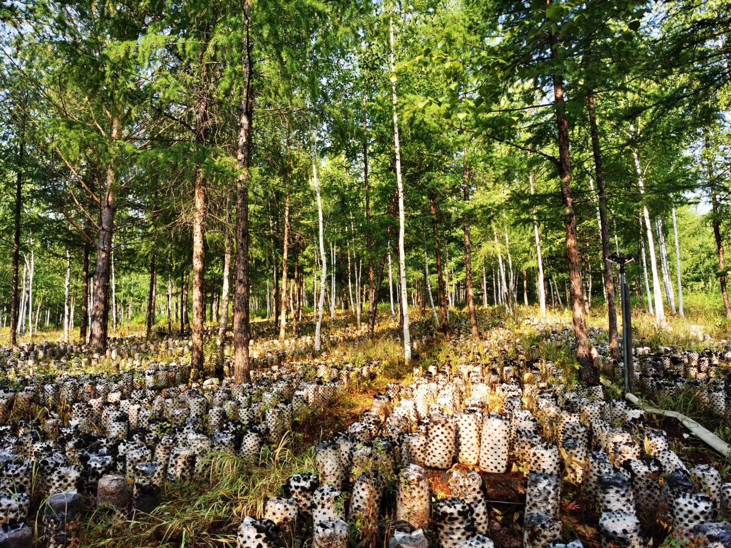 毛木耳采摘场景