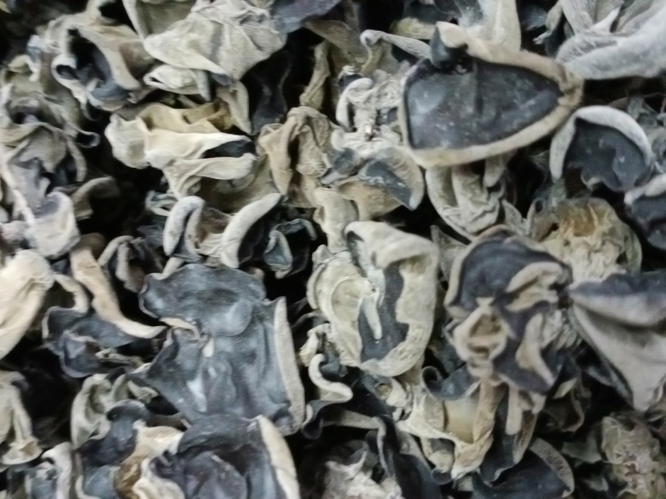 鸽子炖黑木耳制作过程图