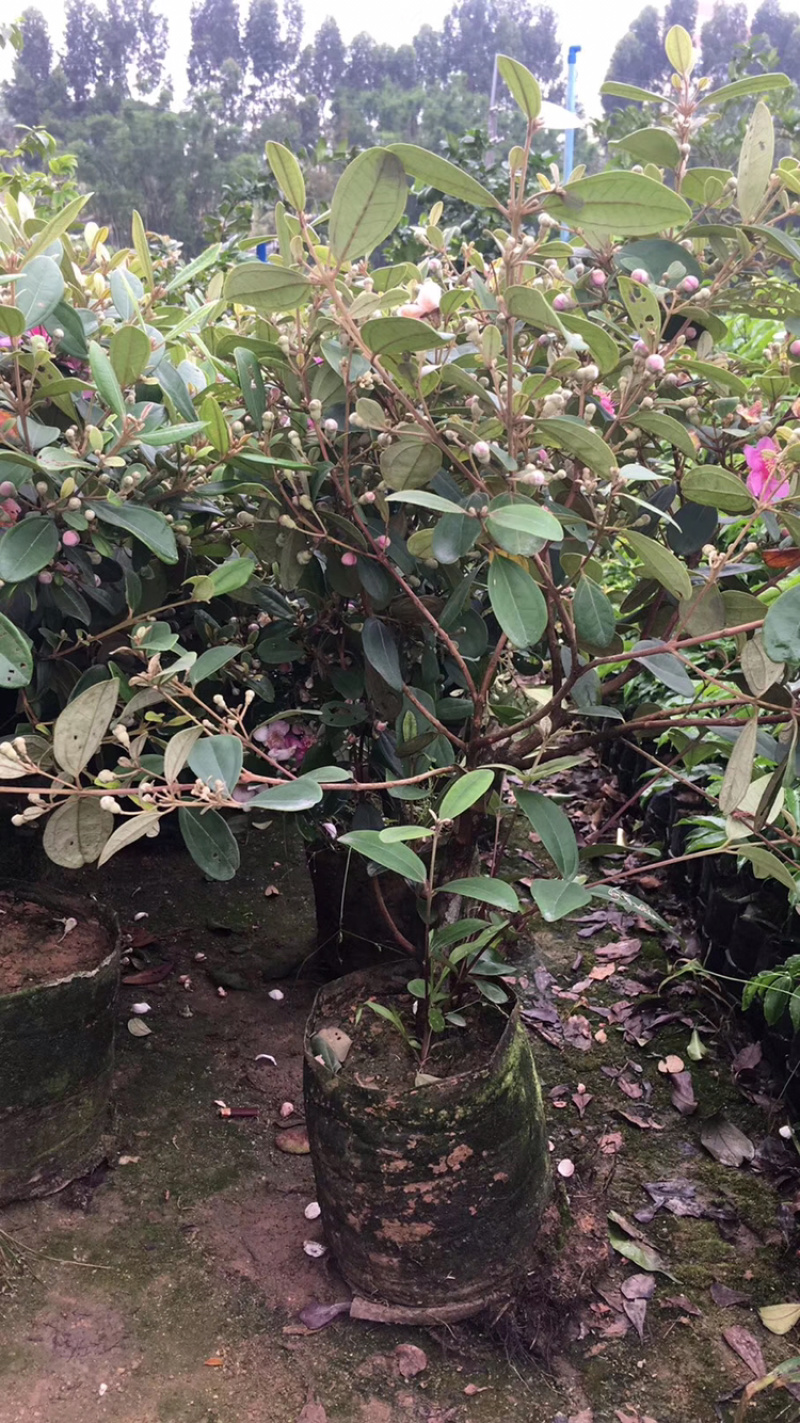 桃金娘苗山稔子树桃金娘树苗稔子苗造林绿化杯苗