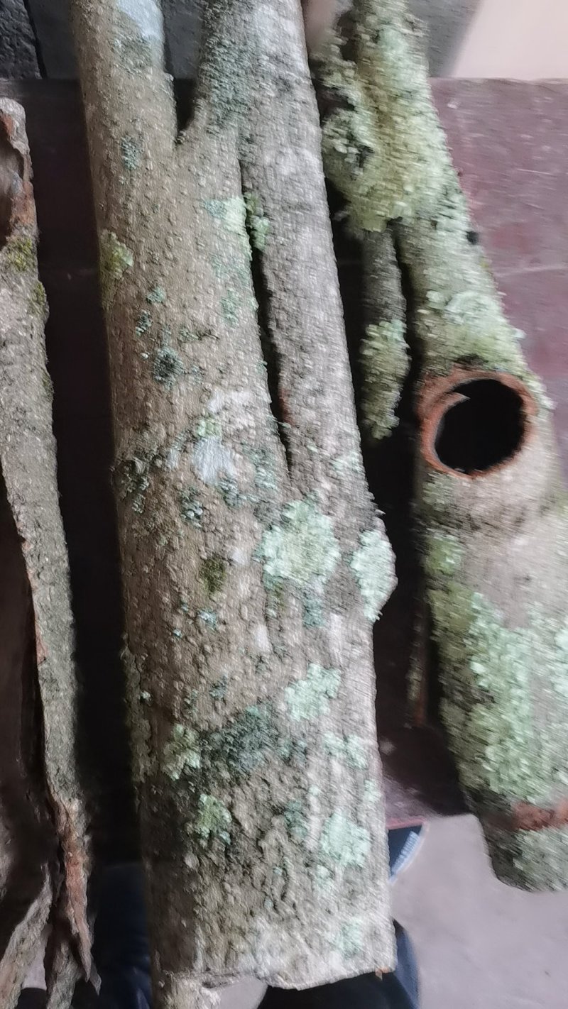 厚朴，20年老树欢迎选购