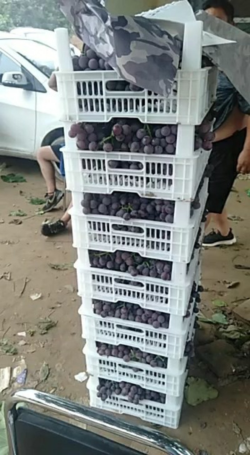 河北威县巨峰葡萄大量上市，口感脆，不吊粒，自然果。