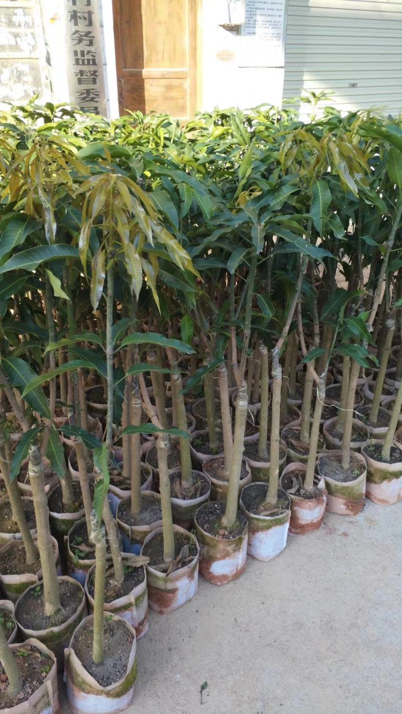 台农一号芒果苗嫁接海南小台农芒果树苗盆栽庭院种植果树
