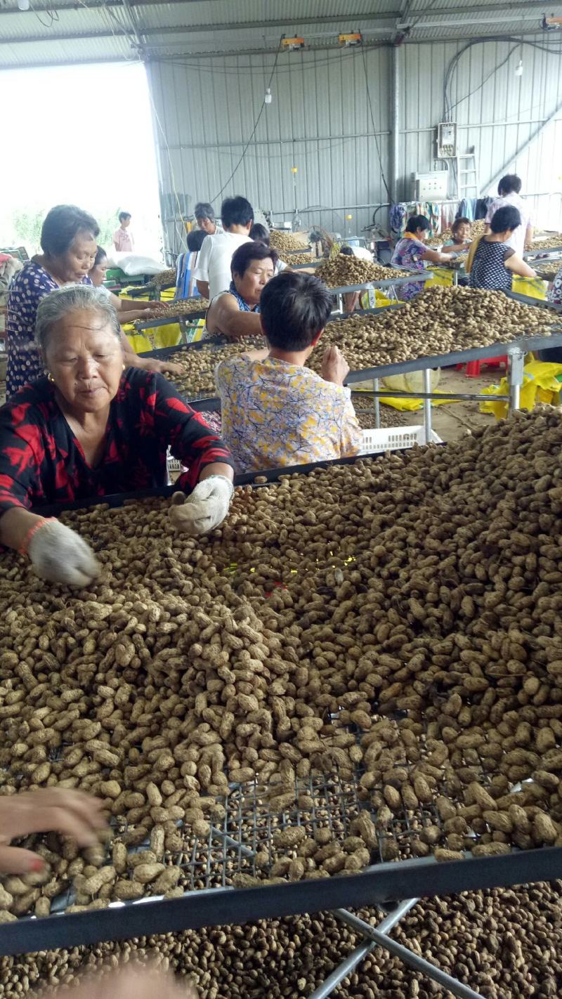 花生鲜花生白沙罗汉果精选通选大量上货机器加工提前预定