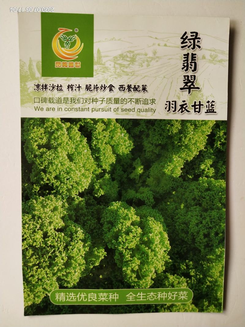 凤鸣雅诗羽衣甘蓝种子紫生菜野生山芹种子特色养生菜种子