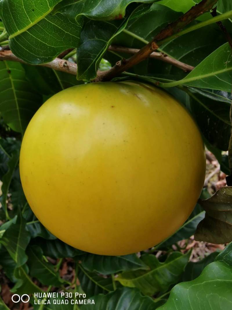 黄晶果水果，广西平果市