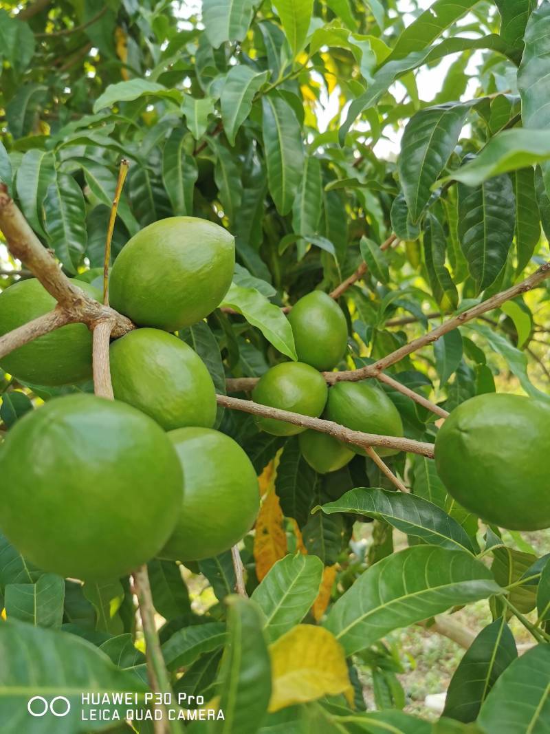 黄晶果水果，广西平果市