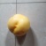 中油八油桃（黄焗油，仙岛十四）黄油桃系列
