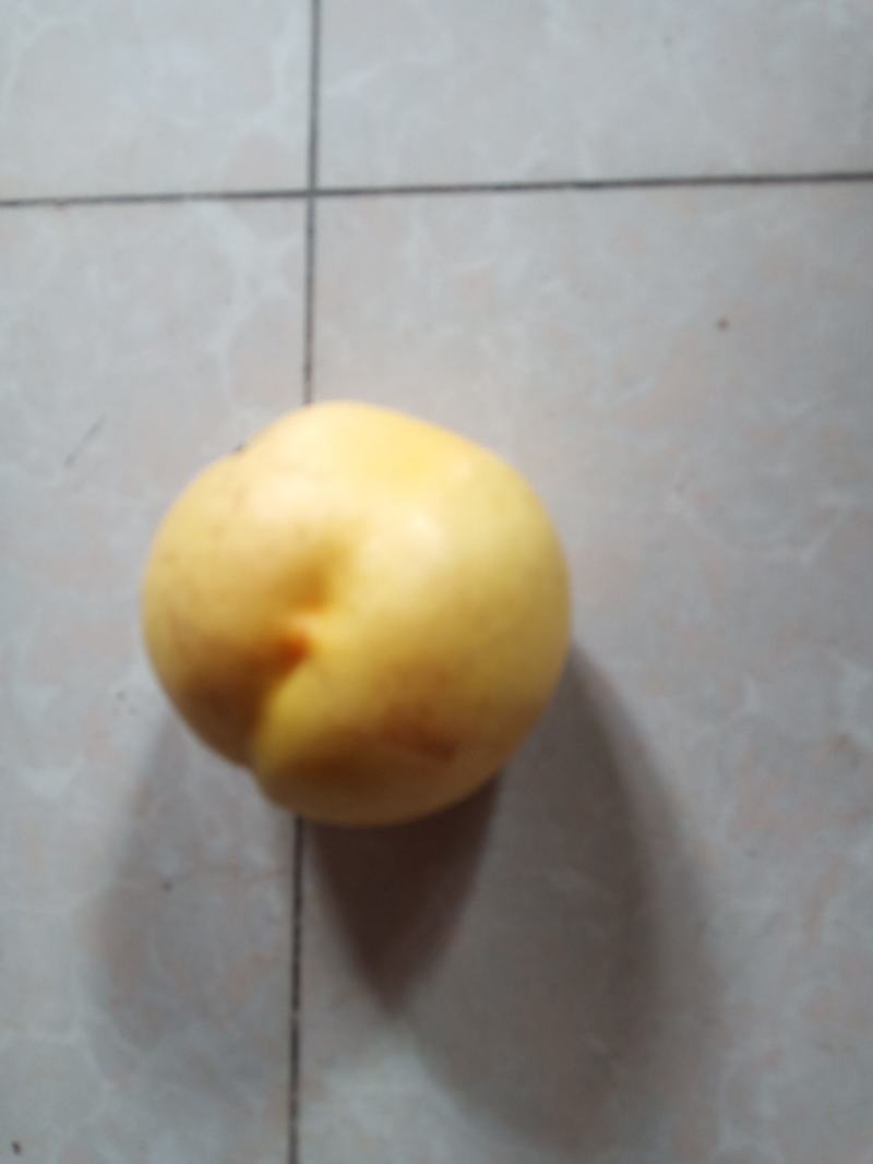 中油八油桃（黄焗油，仙岛十四）黄油桃系列