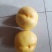 中油八油桃（黄焗油，仙岛十四）黄油桃系列