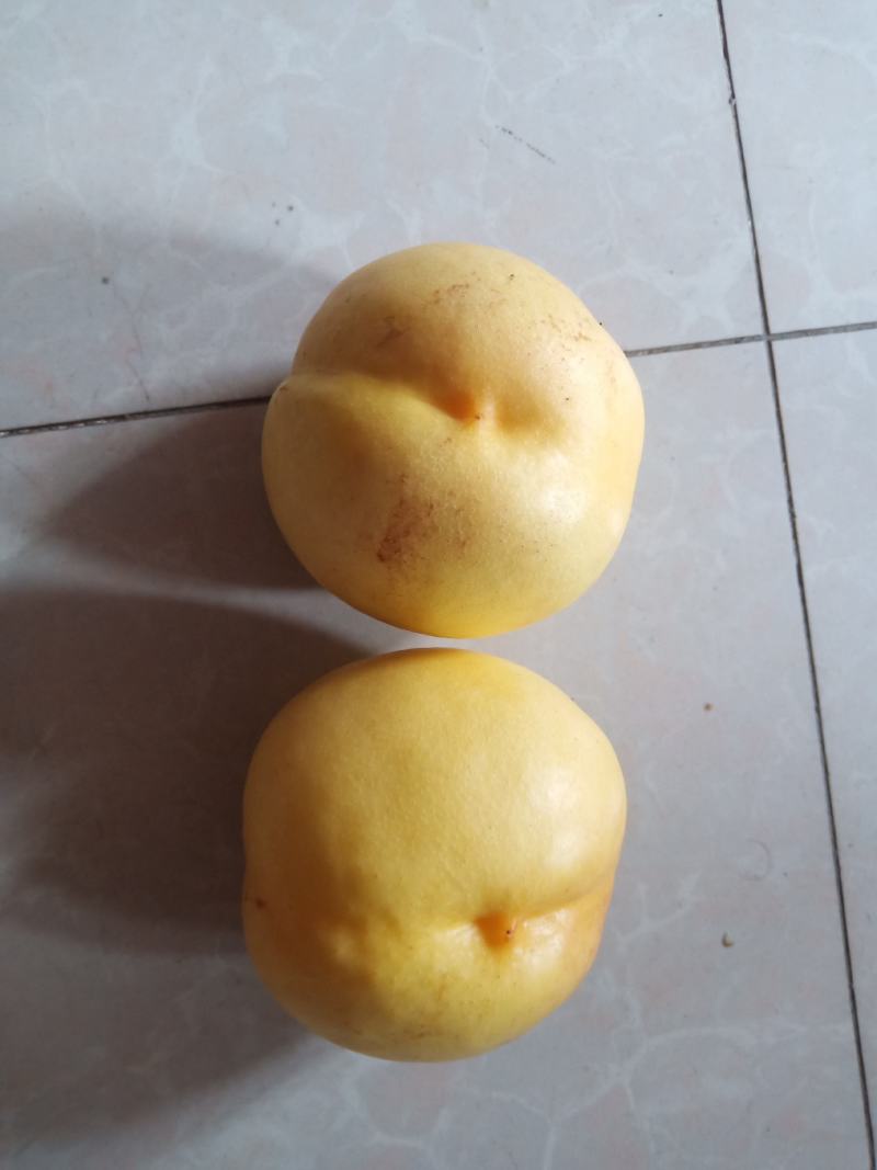 中油八油桃（黄焗油，仙岛十四）黄油桃系列