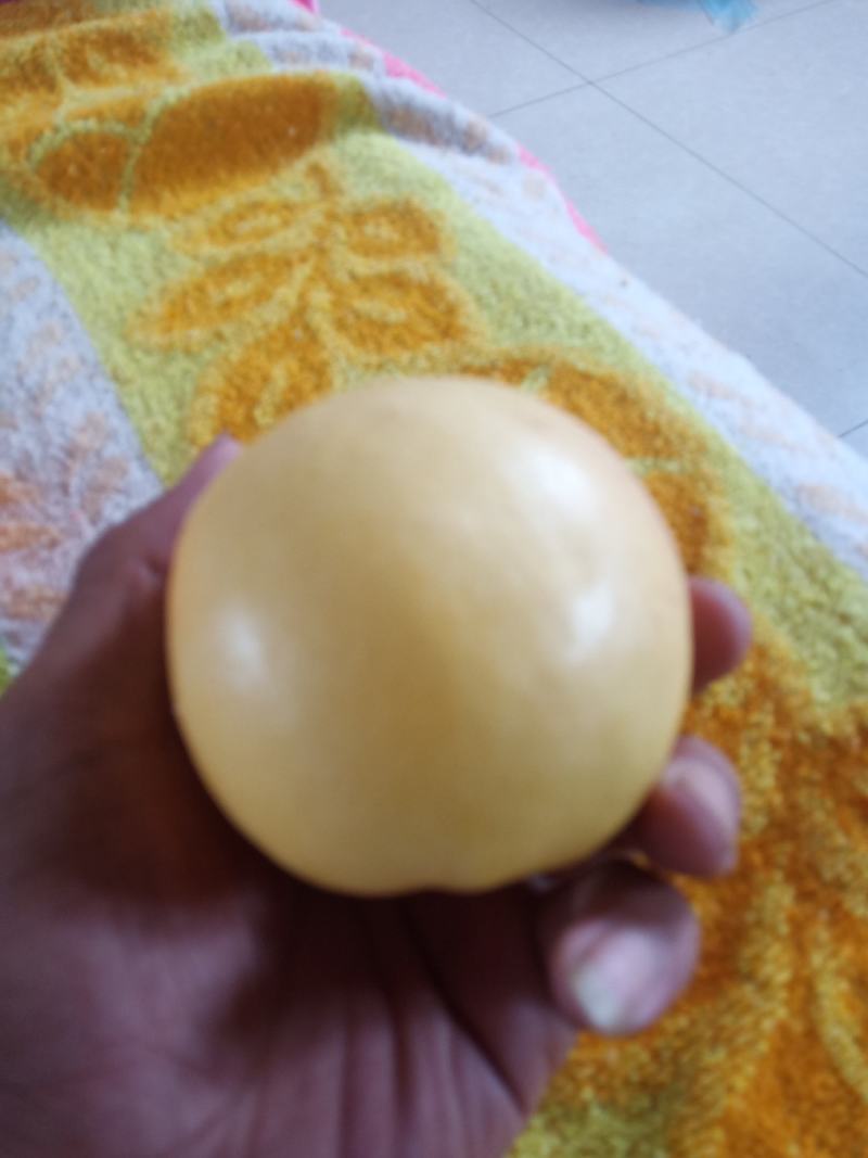 中油八油桃（黄焗油，仙岛十四）黄油桃系列