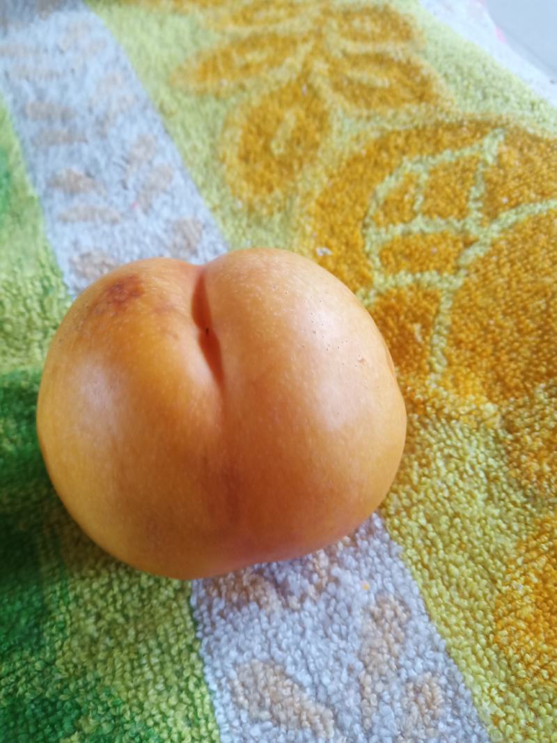 中油八油桃（黄焗油，仙岛十四）黄油桃系列
