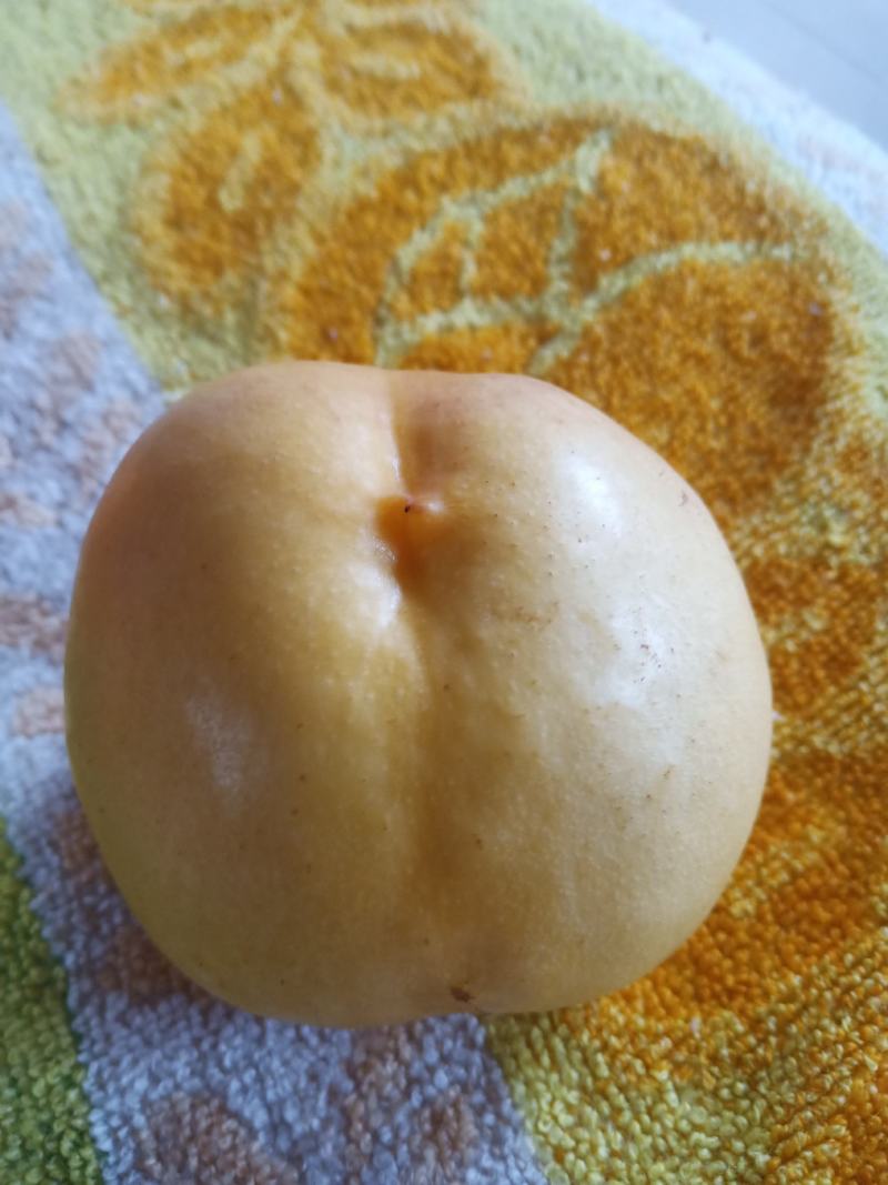 中油八油桃（黄焗油，仙岛十四）黄油桃系列