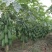 广西大青红肉水果木瓜苗四季矮化红心水果木瓜苗南方水果苗