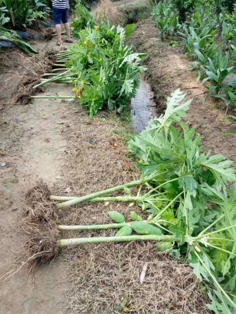 广西大青红肉水果木瓜苗四季矮化红心水果木瓜苗南方水果苗
