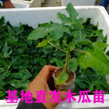 广西大青红肉水果木瓜苗四季矮化红心水果木瓜苗南方水果苗