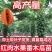 广西大青红肉水果木瓜苗四季矮化红心水果木瓜苗南方水果苗