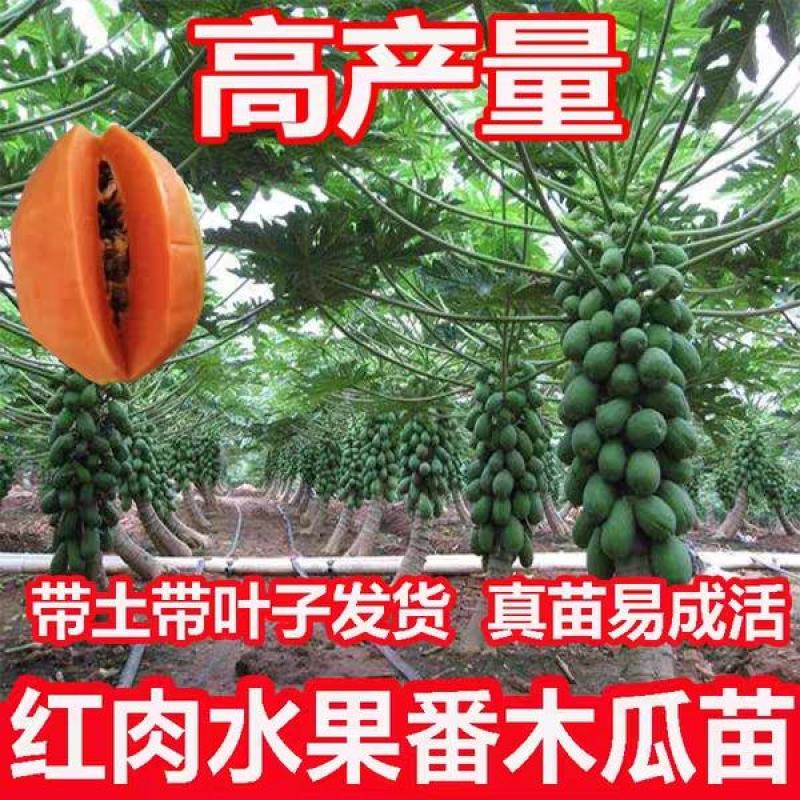 广西大青红肉水果木瓜苗四季矮化红心水果木瓜苗南方水果苗
