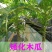 广西大青红肉水果木瓜苗四季矮化红心水果木瓜苗南方水果苗