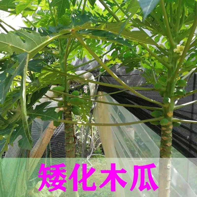 广西大青红肉水果木瓜苗四季矮化红心水果木瓜苗南方水果苗