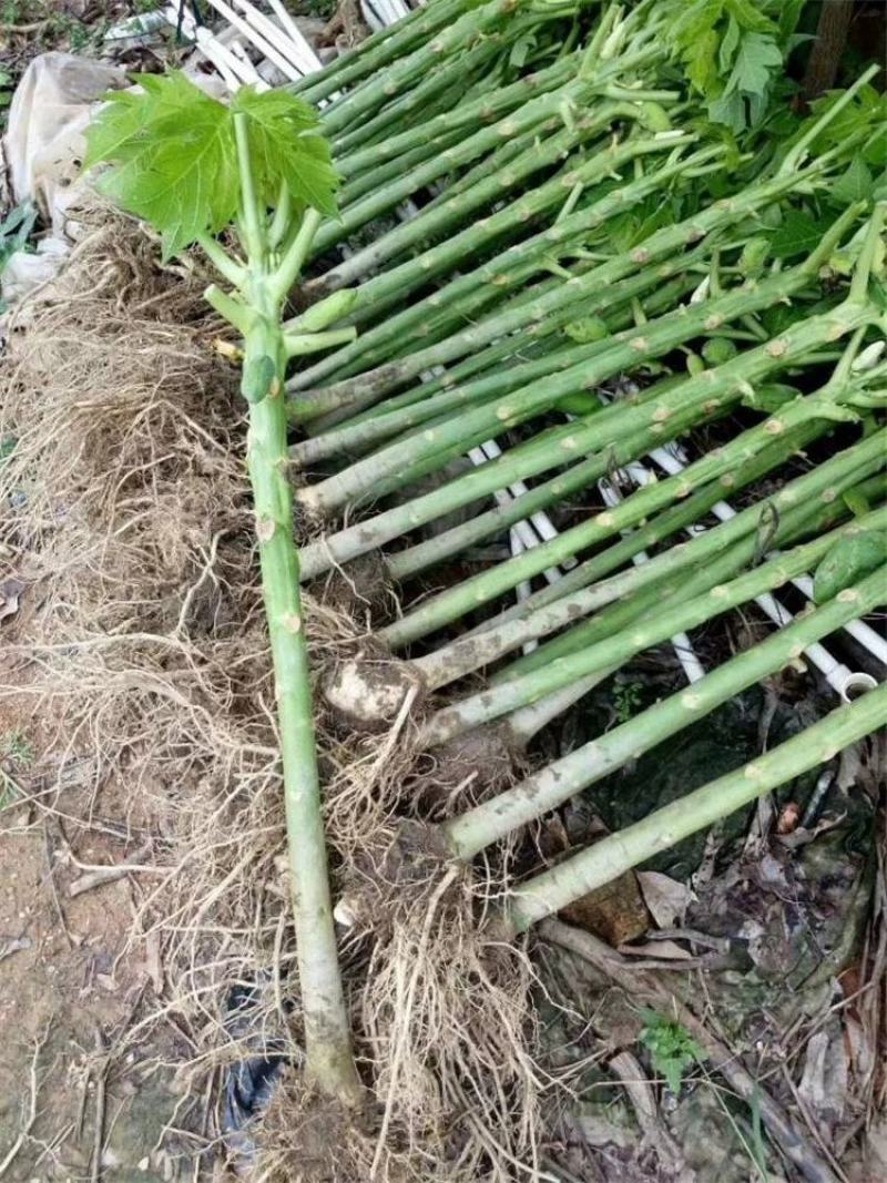 广西大青红肉水果木瓜苗四季矮化红心水果木瓜苗南方水果苗