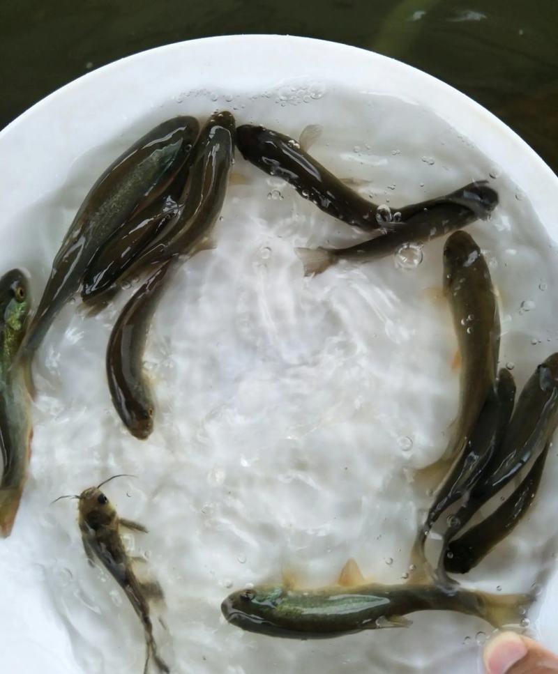【优质】丁桂鱼苗红丁桂鱼苗丁贵鱼苗提供技术指导