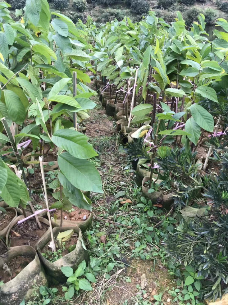 凤梨释迦绿钻释迦榴莲释迦苗木基地直供𡿨凤梨本砧丶牛心砧〉