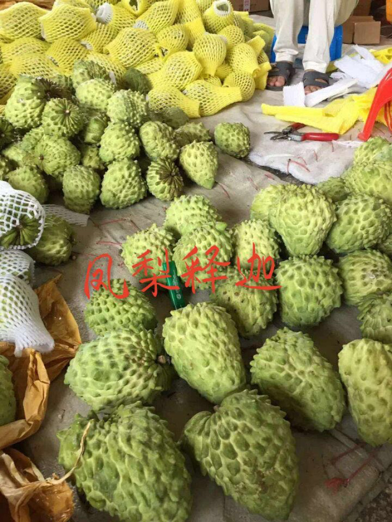 凤梨释迦绿钻释迦榴莲释迦苗木基地直供𡿨凤梨本砧丶牛心砧〉