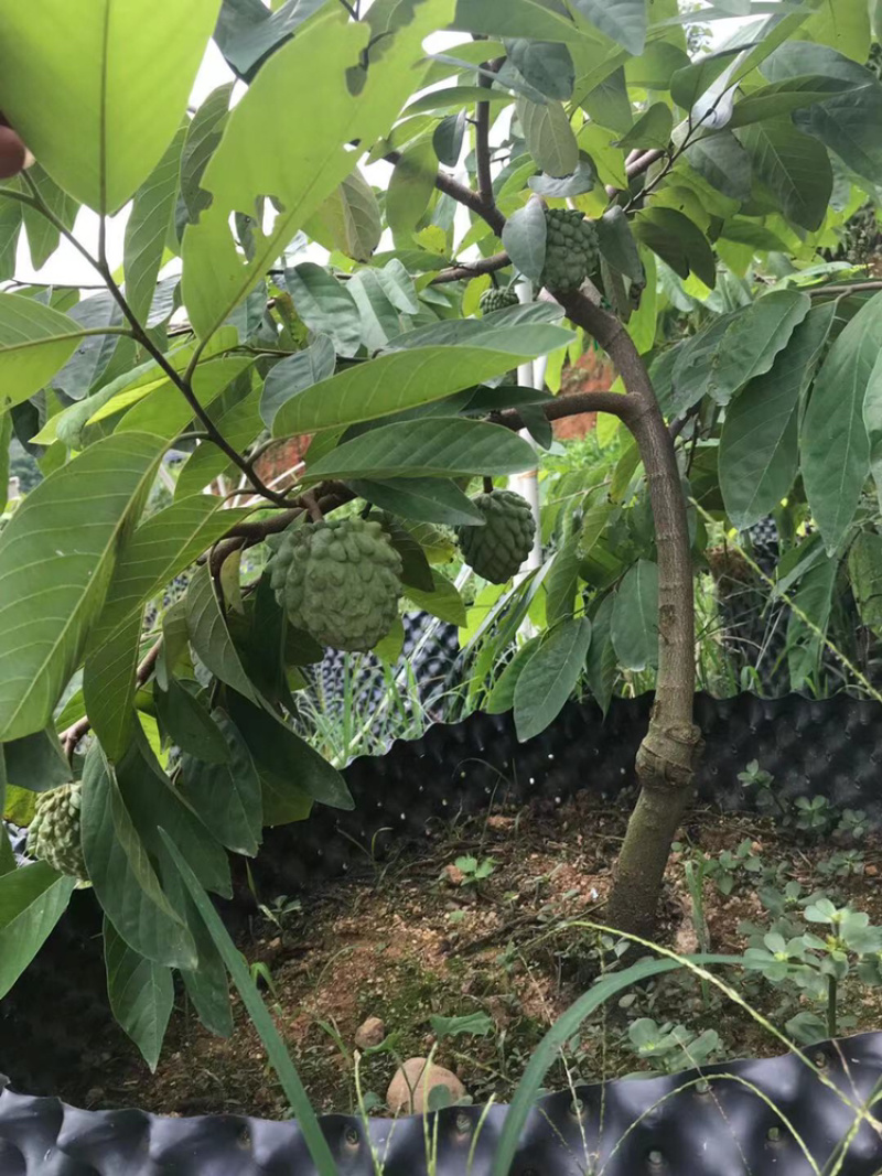 凤梨释迦绿钻释迦榴莲释迦苗木基地直供𡿨凤梨本砧丶牛心砧〉