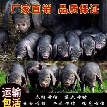 原种太湖母猪苏太母猪杜洛克种猪约克长白二元猪仔活体全国包