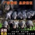 原种太湖母猪苏太母猪杜洛克种猪约克长白二元猪仔活体全国包
