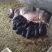 原种太湖母猪苏太母猪杜洛克种猪约克长白二元猪仔活体全国包