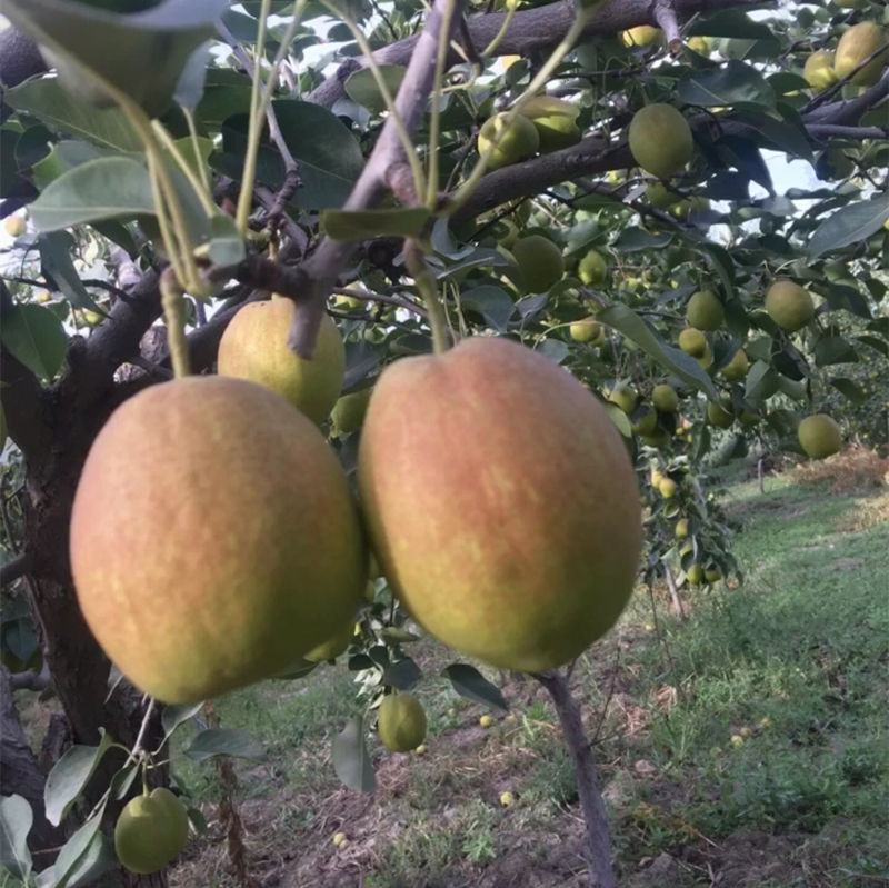 库尔勒香梨丰收节活动现场