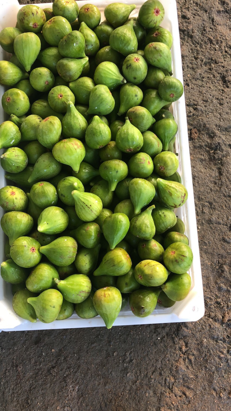威海糖包子青皮无花果春果现货上市可以预定