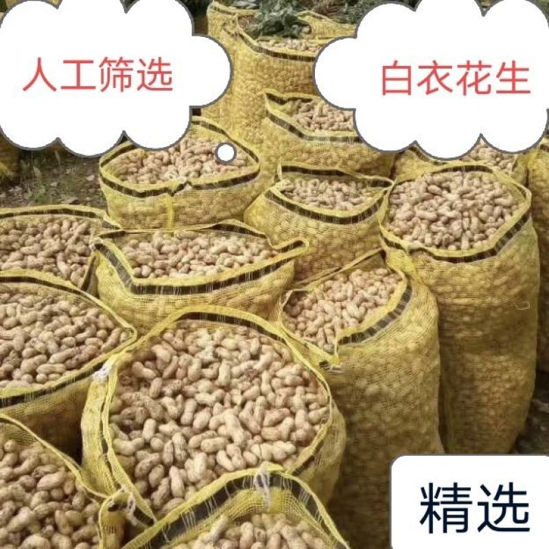 【商超】大白沙鲜花生带壳白皮鲜货，颗粒饱满