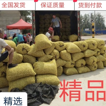 江苏大白沙！产地直发，批发商，电商，超市，加工厂。
