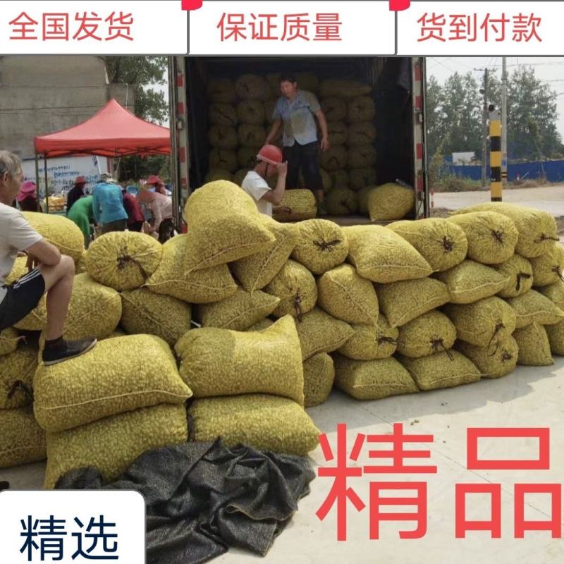 江苏大白沙！产地直发，批发商，电商，超市，加工厂。