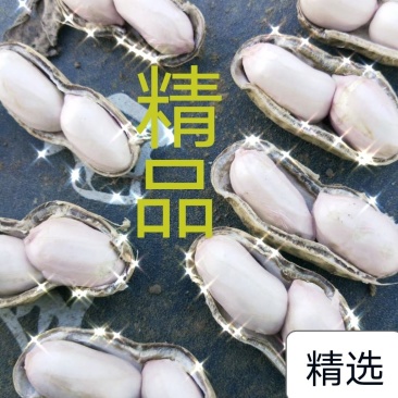 【商超批发】鲜货带壳，过筛手捡，货源充足保证质量