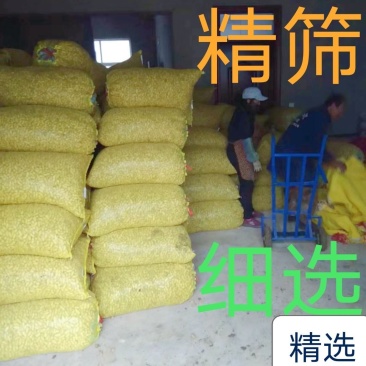【商超批发】黑土地海花，颗粒饱满，有光泽，货源充足