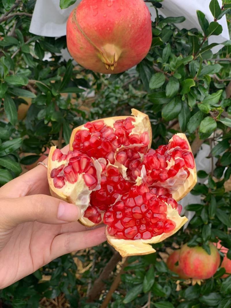 突尼斯软籽石榴(顺丰包邮)到家
